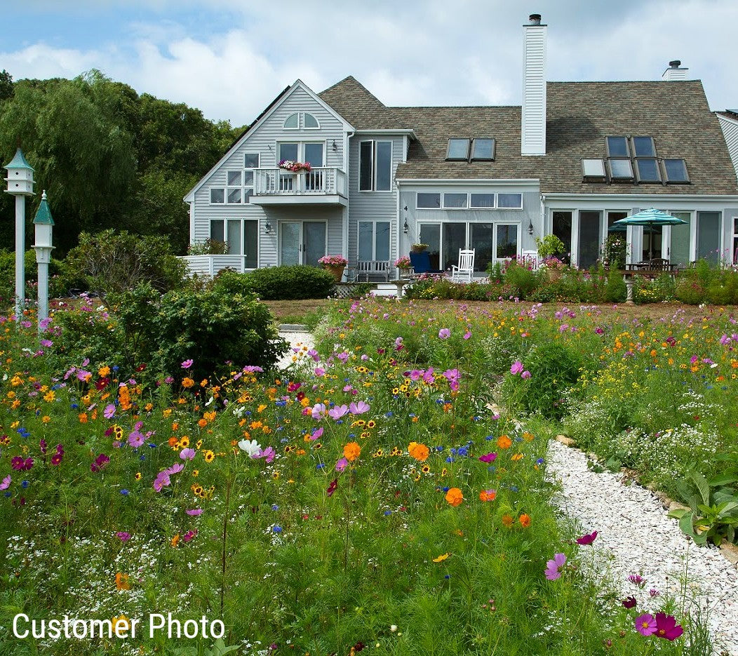 Northeast Wildflower Seed Mix