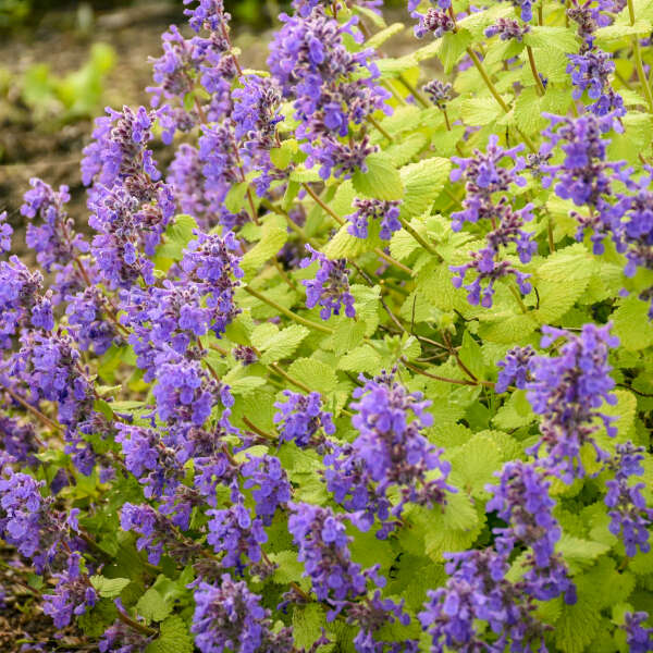 Nepeta Chartreuse on the Loose (Catmint)