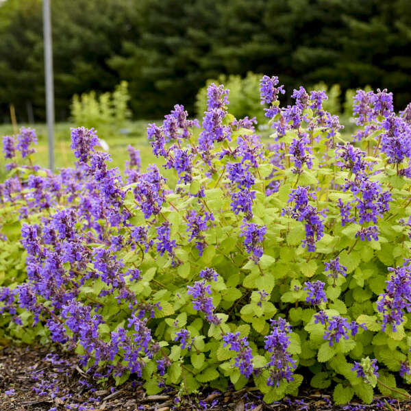 Nepeta Chartreuse on the Loose (Catmint)