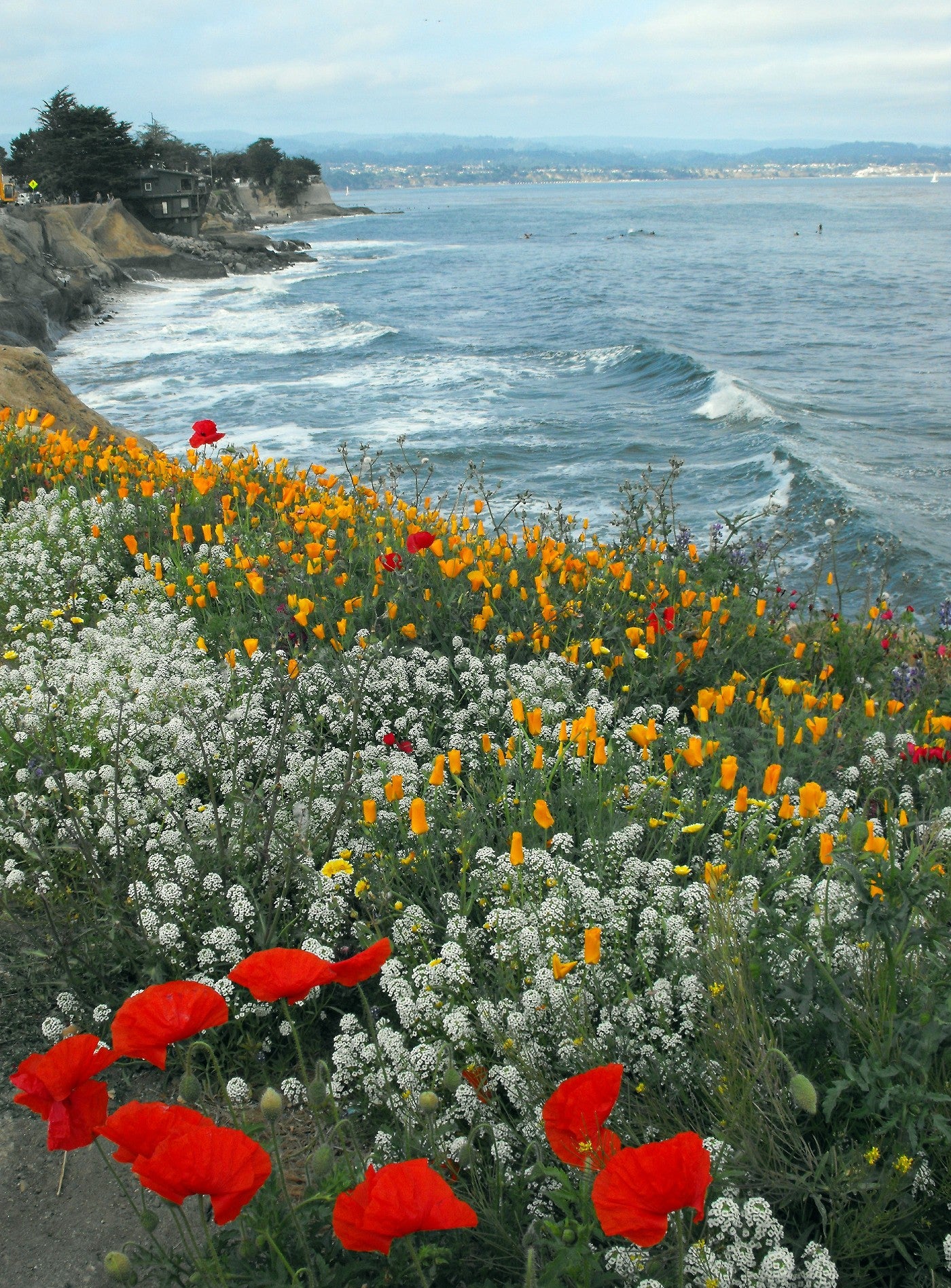 Pollinator Pocket Garden Wildflower Seed Mix