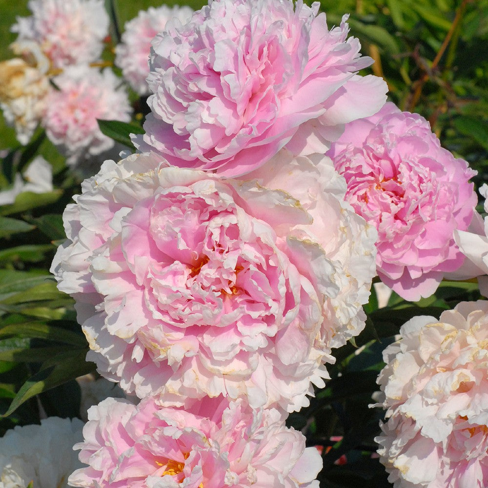 Peony 'Sarah Bernhardt'