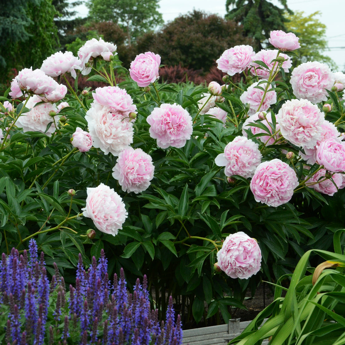 Peony 'Sarah Bernhardt'