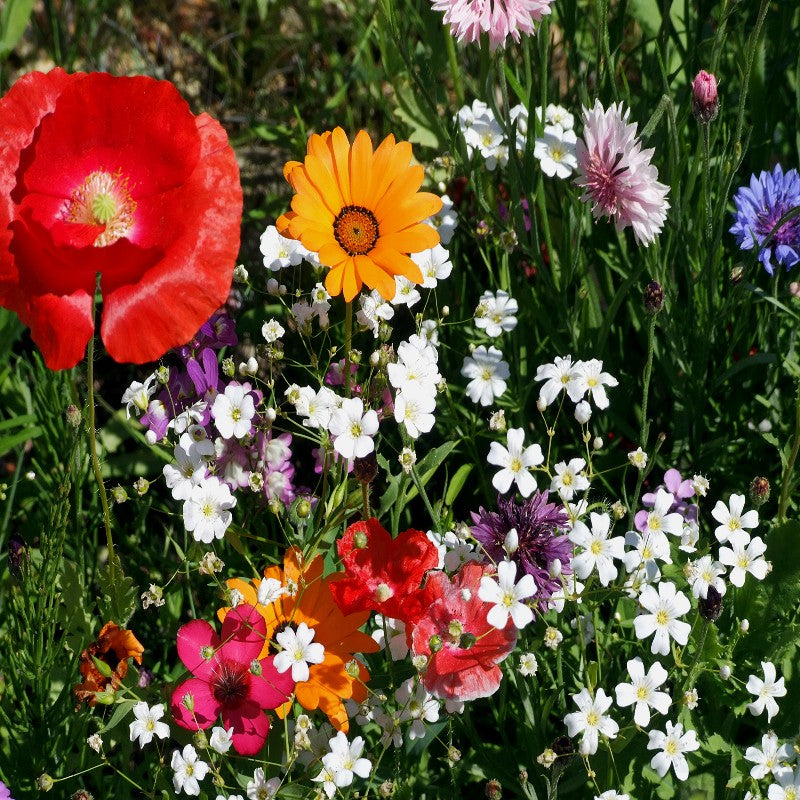 Pretty Patio Wildflower Seed Mix