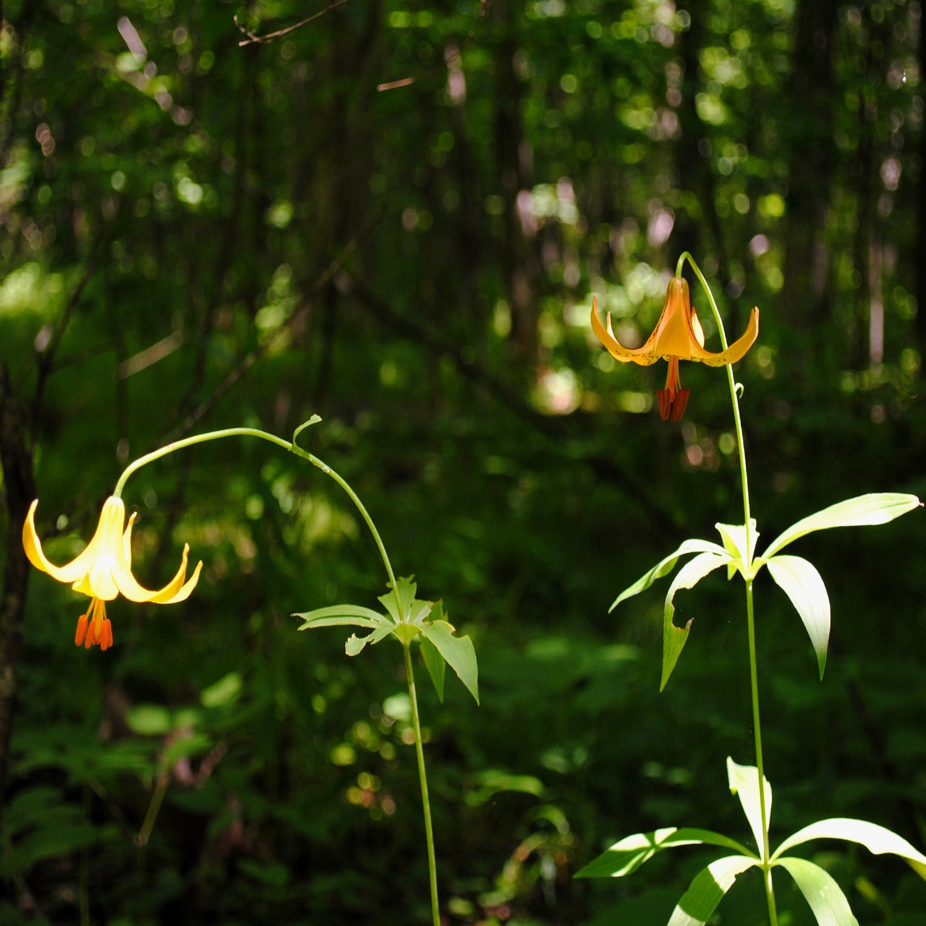 forest lily flower Lilium canadense (Canada Lily) – Vermont Wildflower Farm