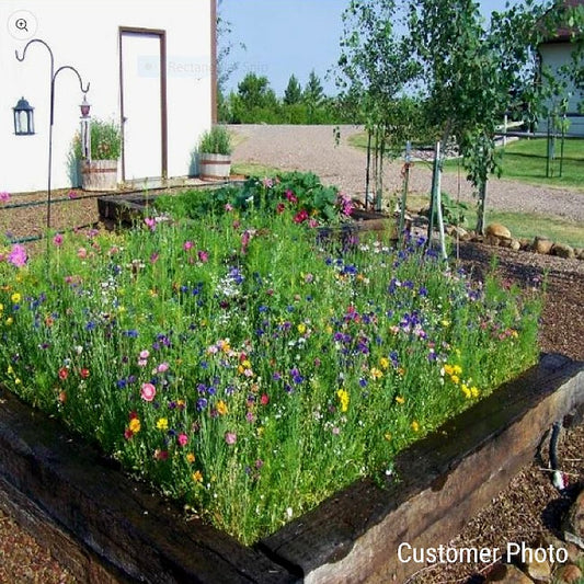 Pretty Patio Wildflower Seed Mix