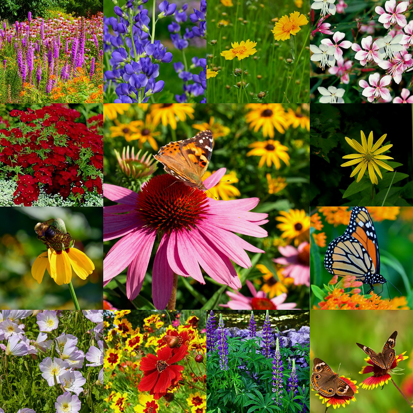 Southeast Native Wildflower Seed Mix