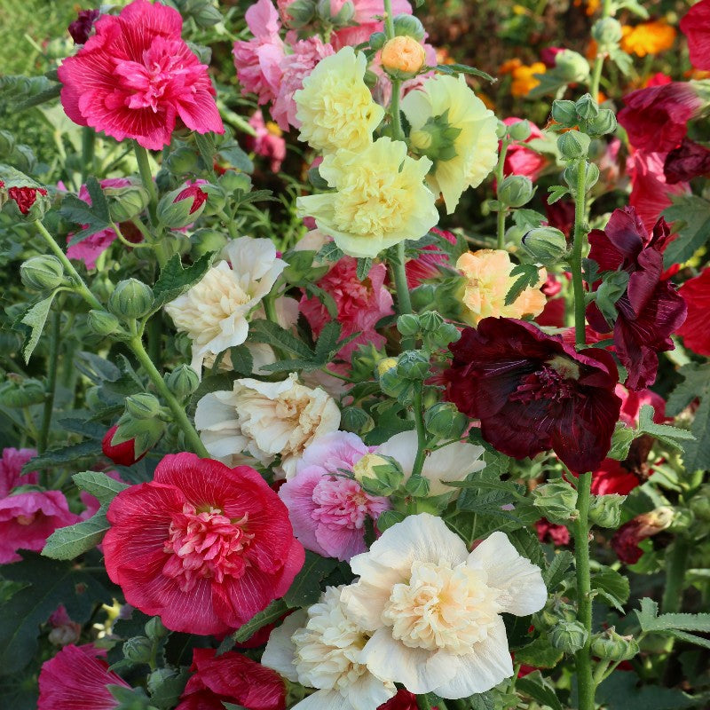 double flower hollyhock seeds Hollyhock Chater S Double Mix Seeds (Alcea Rosea)