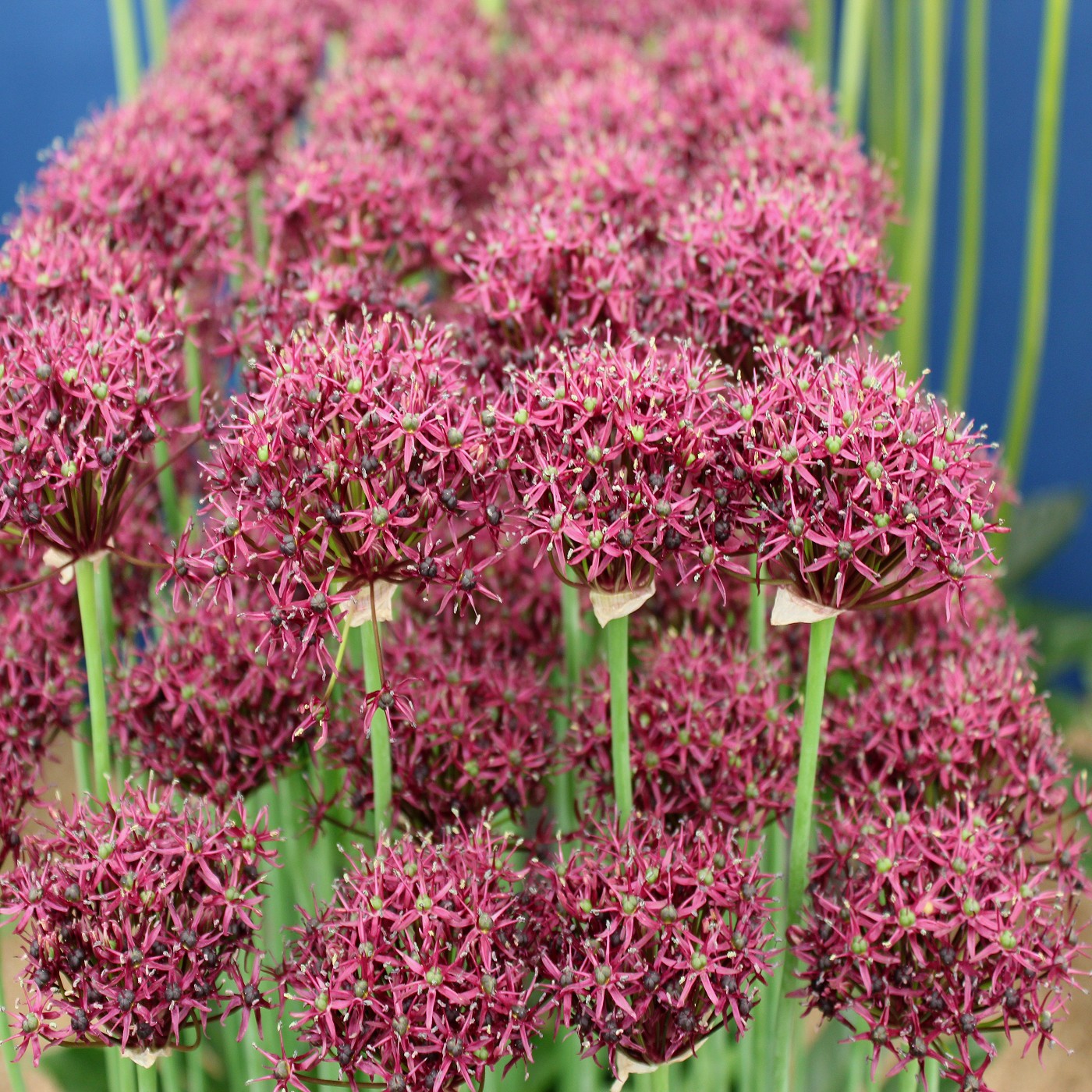 Allium atropurpureum