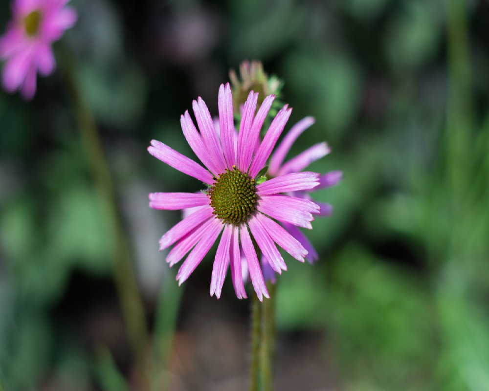 Coneflower Tennessee Seeds (Echinacea angustifolia var. tennesseensis)