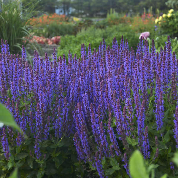 Salvia Violet Riot