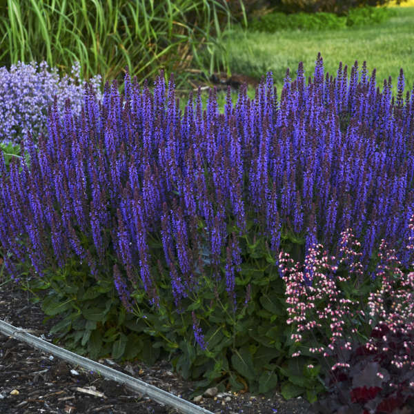 Salvia Violet Riot