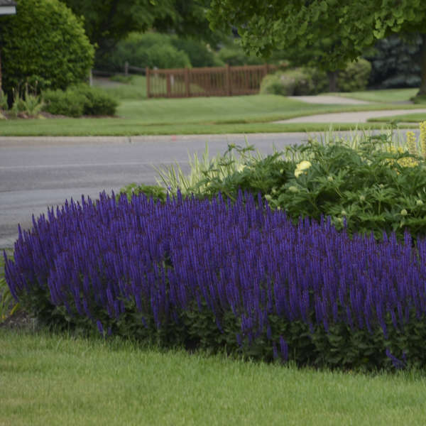 Salvia Violet Riot