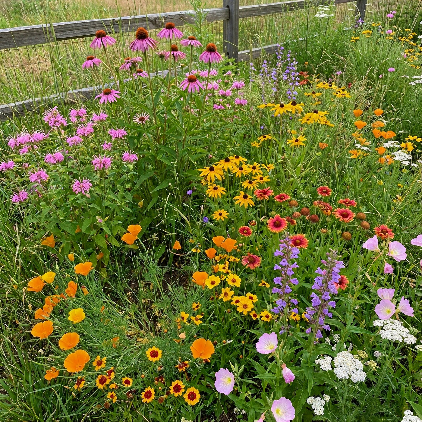 wildflower seed per acre Native Septic Safe Wildflower Seed Mix