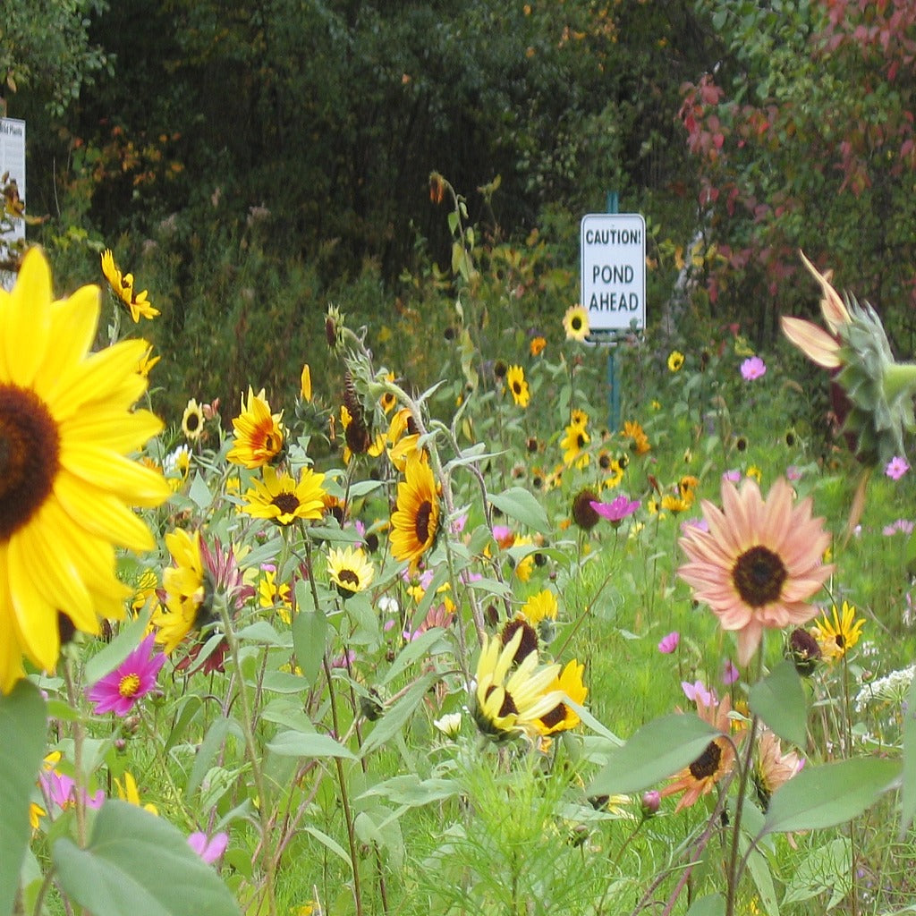 All Annual Wildflower Seed Mix