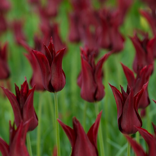 Tulip Sarah Raven