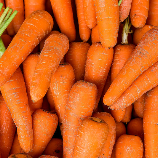 HERITAGE - Carrot Danvers Half Long Seeds