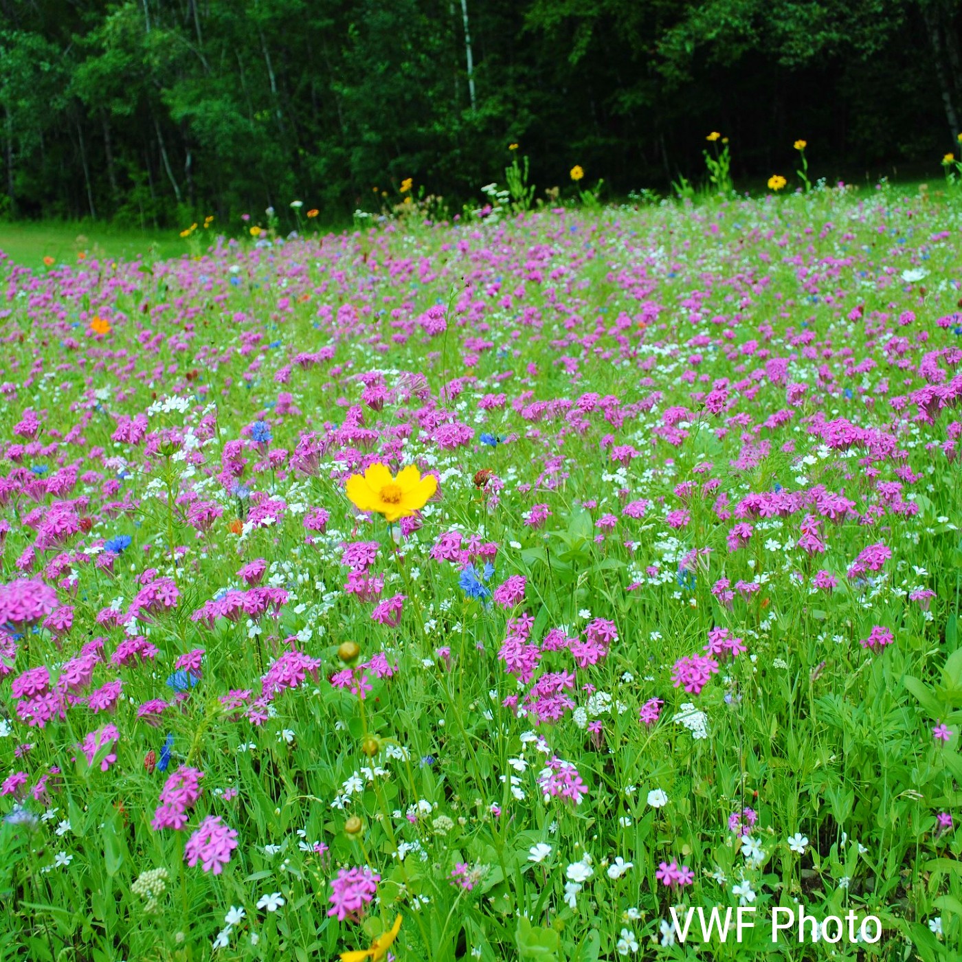 None so Pretty - Catchfly Seeds (Silene armeria)