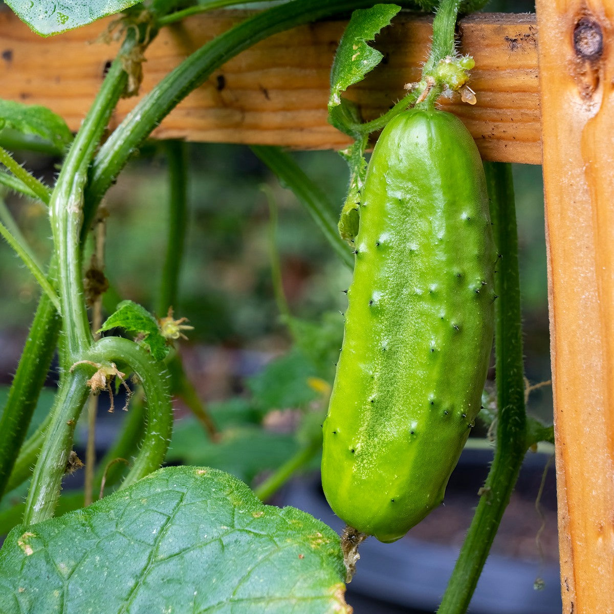 HERITAGE Cucumber Boston Pickling Seeds