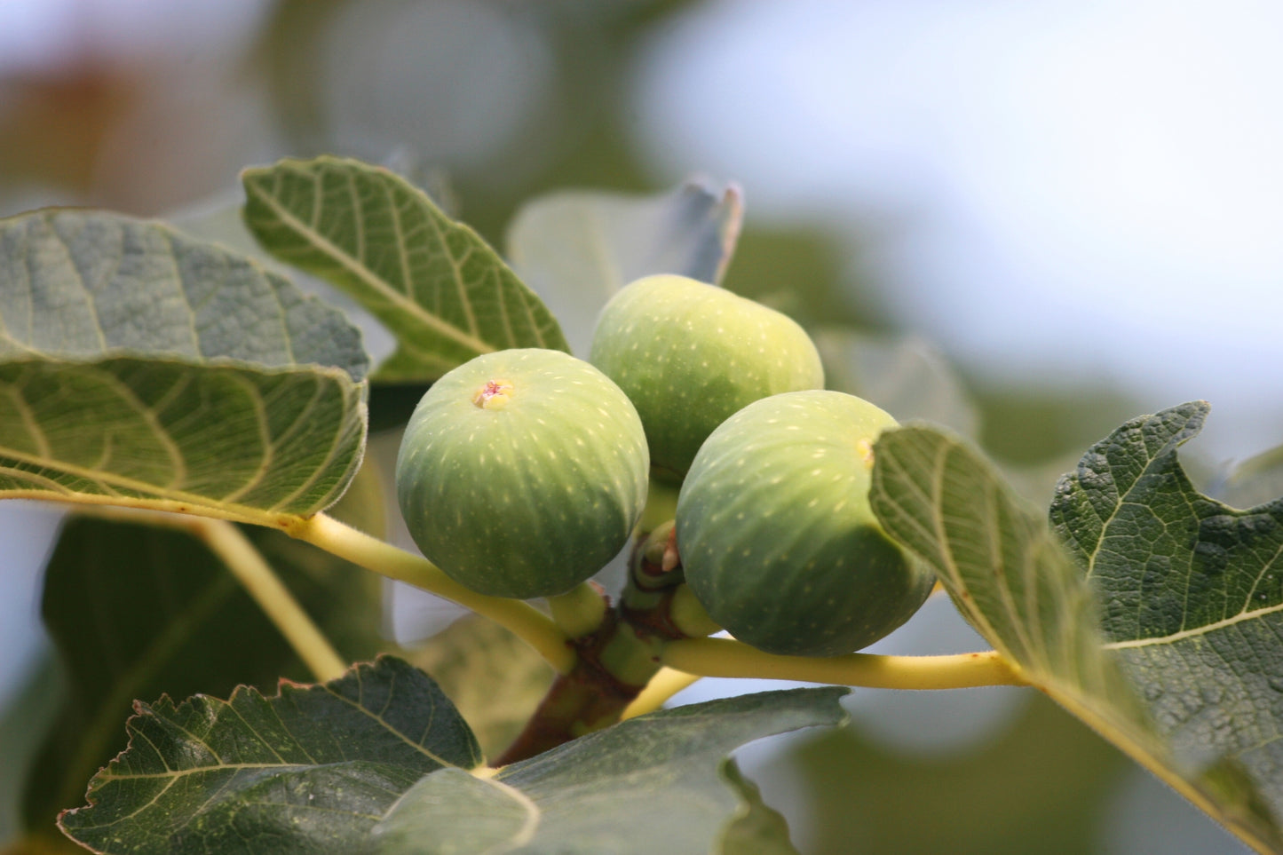 Hardy 'Kiwi'