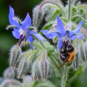 Borage Seeds