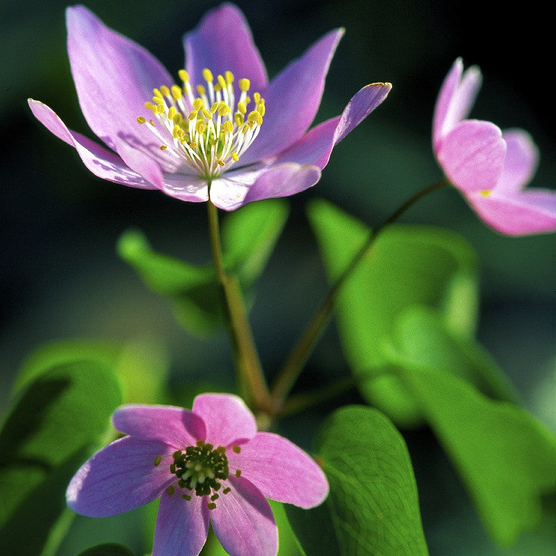 Rue Anemone Seeds (Anemonella thalictroides)