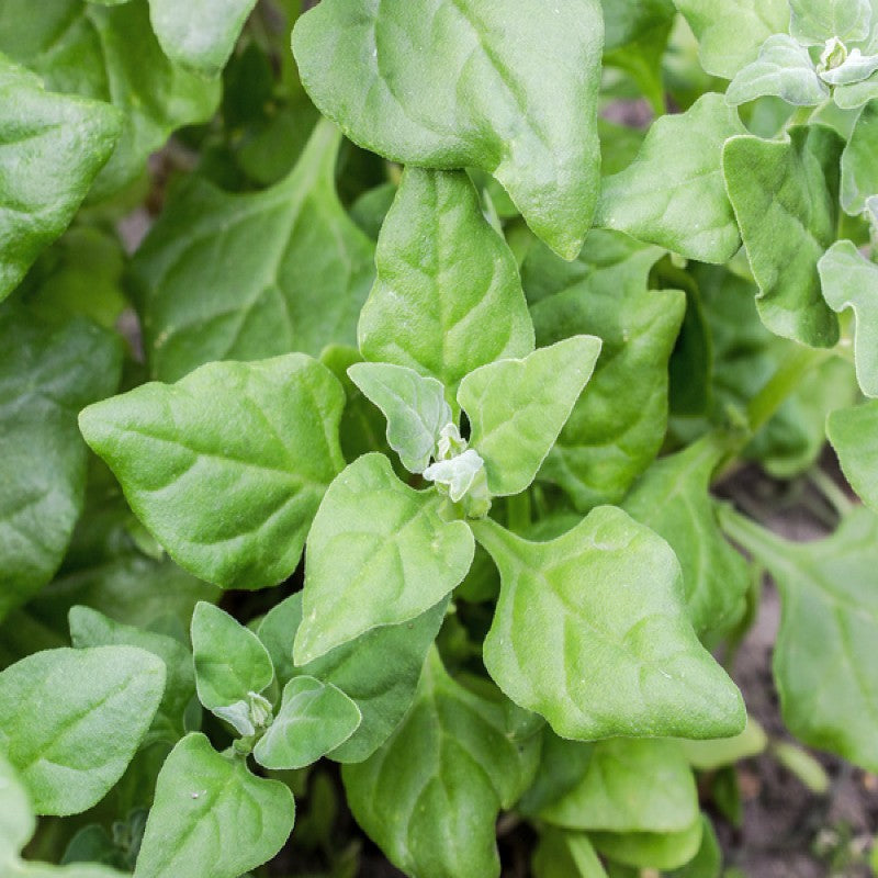 Spinach - New Zealand Seeds