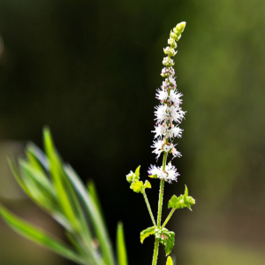 Black Cohosh Seeds (Actaea racemosa)