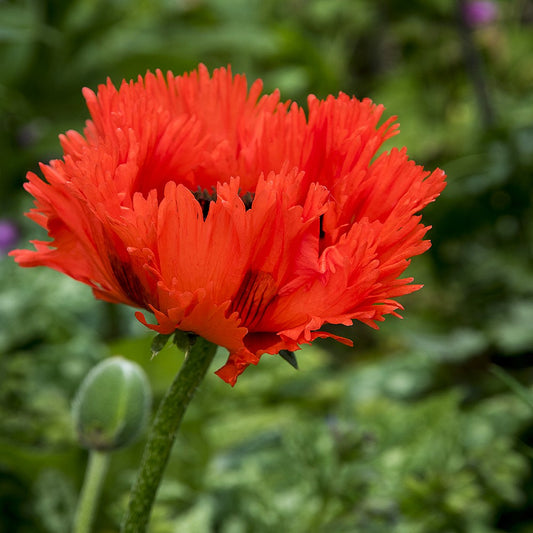 Oriental Poppy 'Turkenlouis'