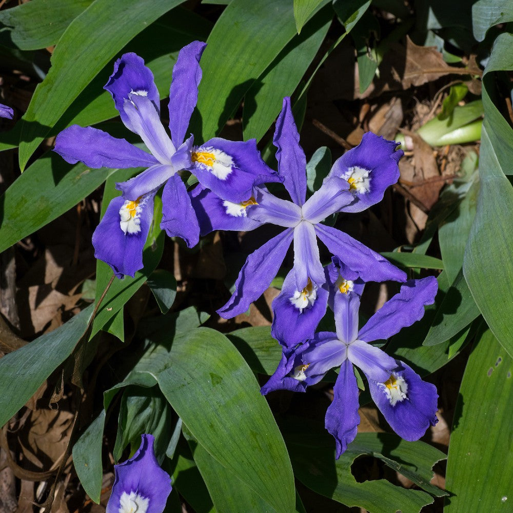 Dwarf Crested Iris