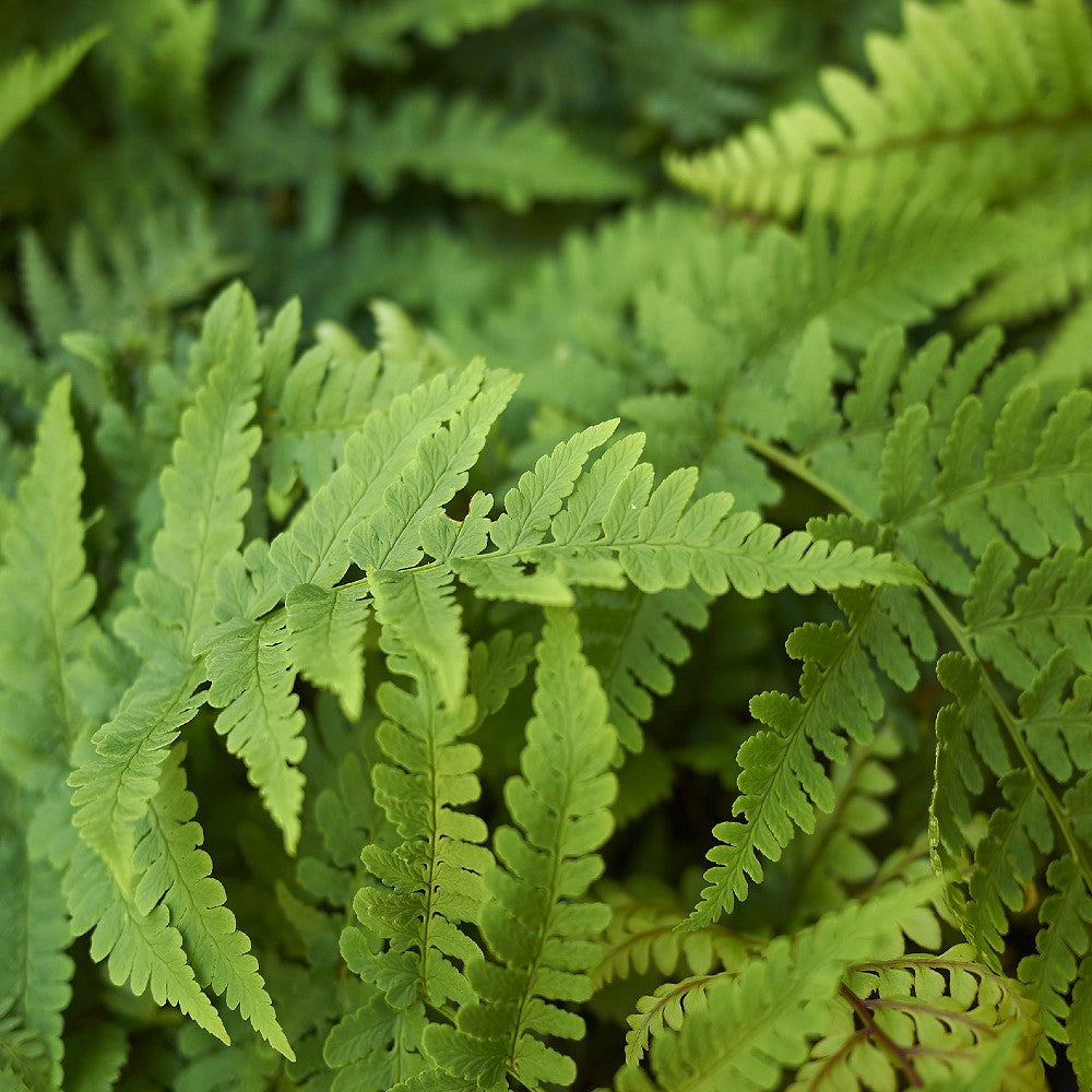Eastern Wood Fern