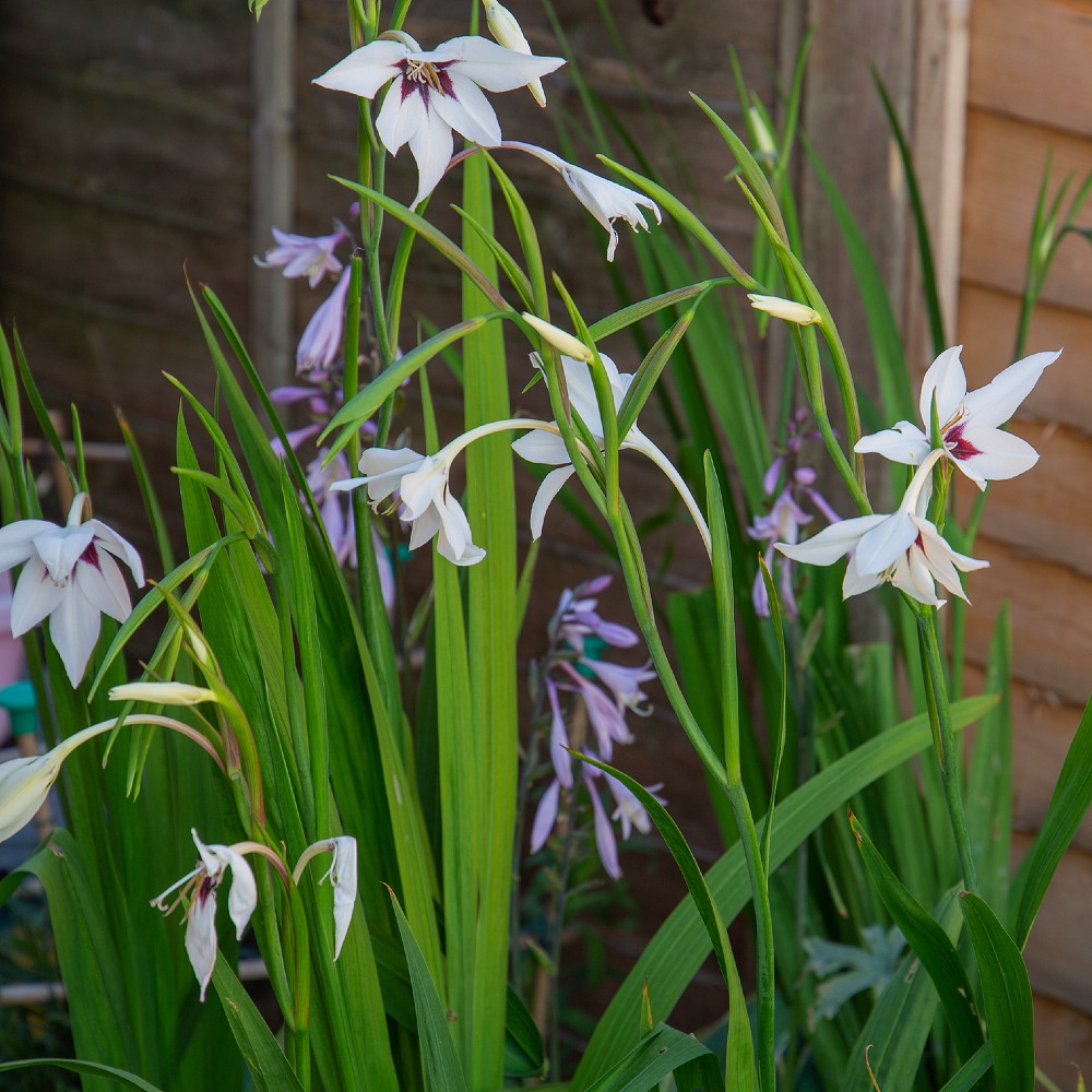 planting acidanthera bulbs in pots Acidanthera