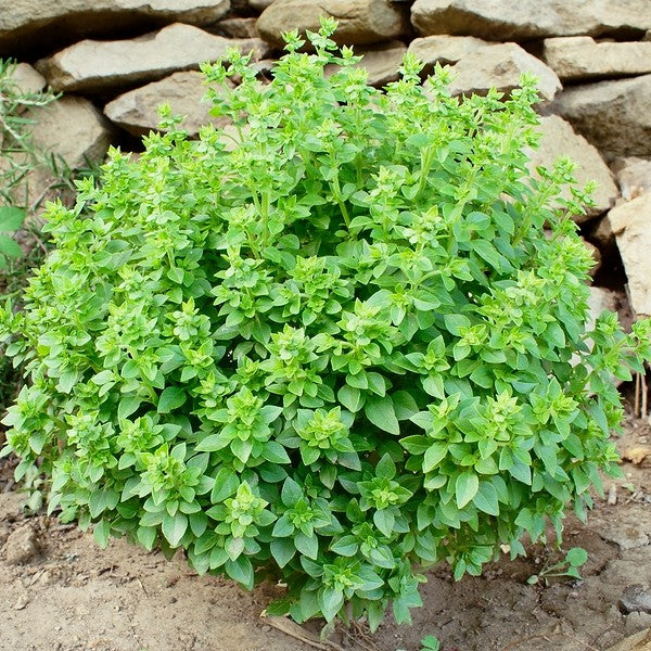 basil plant with seeds Basil Spicy Globe 'Bush-Type' Seeds