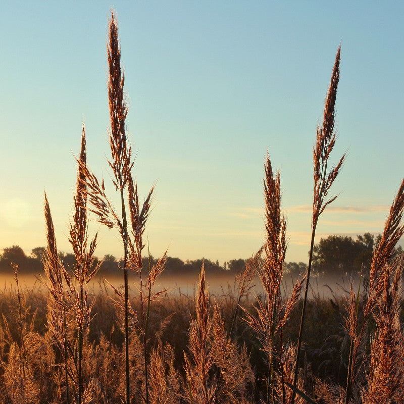 wildflower seeds on gravel Big Bluestem Grass Seeds (Andropogon gerardii) – Vermont Wildflower Farm