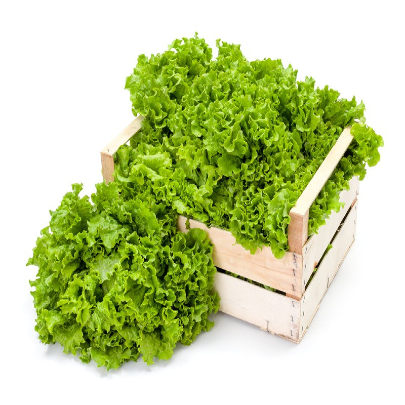 Lettuce - Black Seeded Simpson Seeds