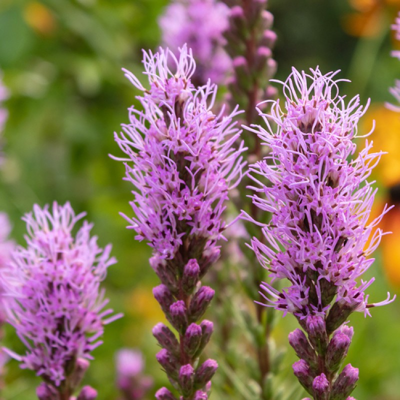blazing star flower seeds Blazing Star Seeds (Liatris Spicata)
