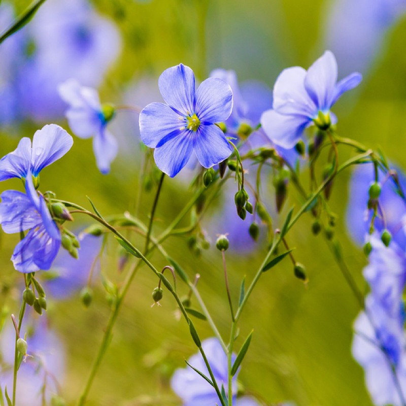images of flax seeds plant Blue Flax Seeds (Linum perenne)