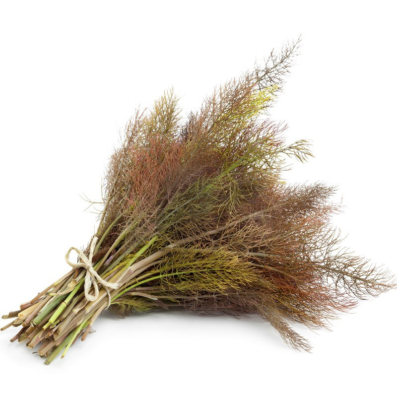where to buy fennel seeds for planting Bronze Fennel Seeds