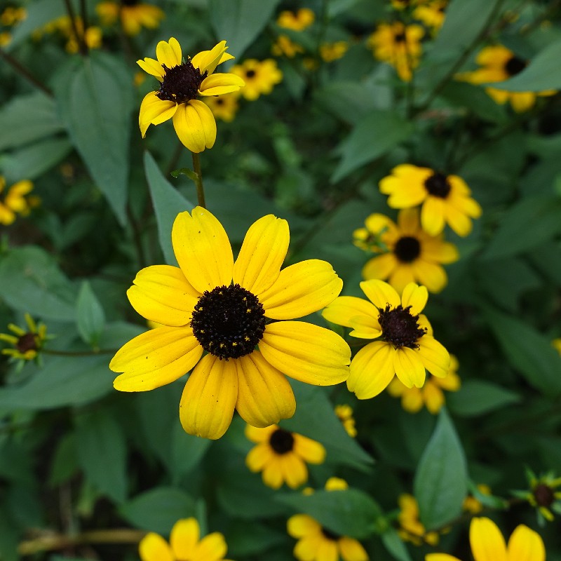 Brown Eyed Susan Seeds (Rudbeckia triloba)