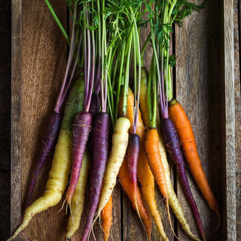ORGANIC Carrot - Rainbow Blend Seeds