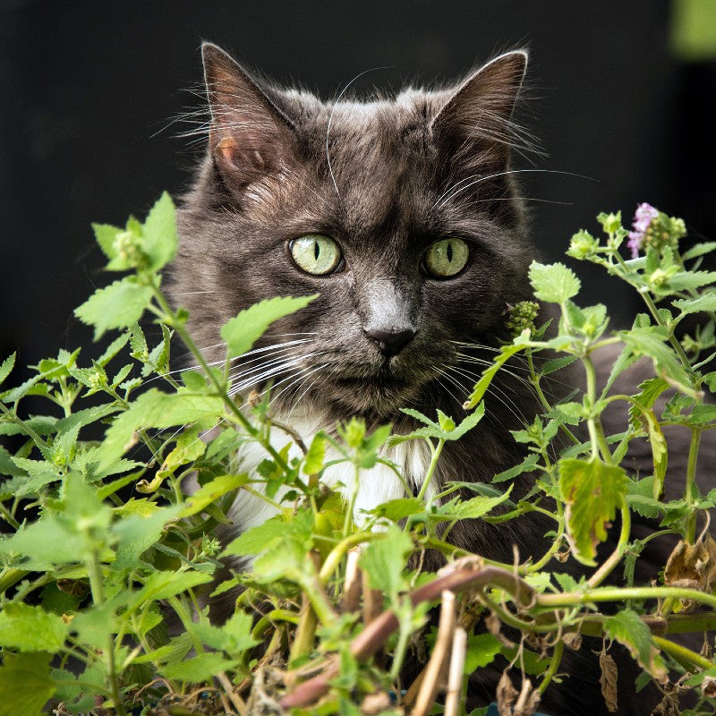 Catnip Seeds