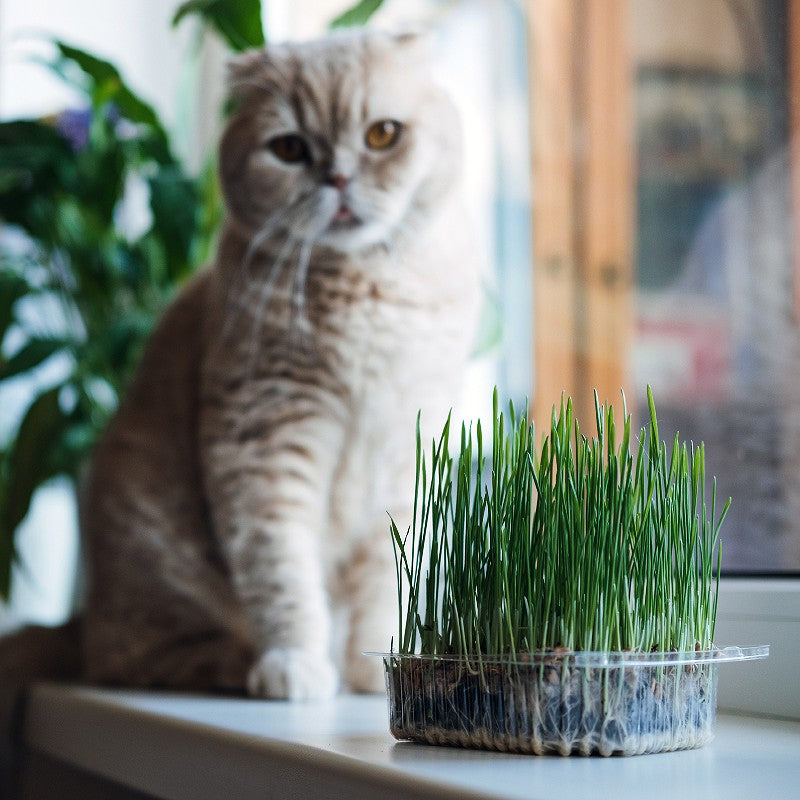 Cat Treat - Rye Grass Seeds