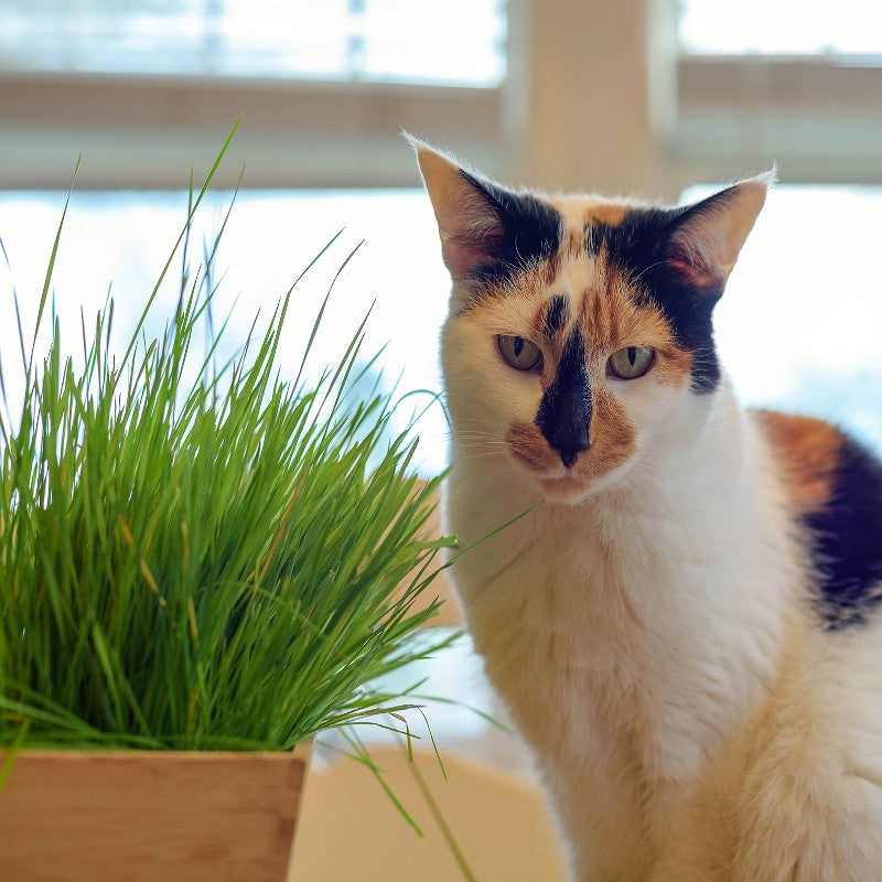 cat plant seeds Catgrass -Wheat Seeds