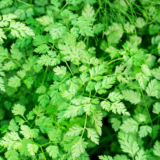 Chervil Seeds