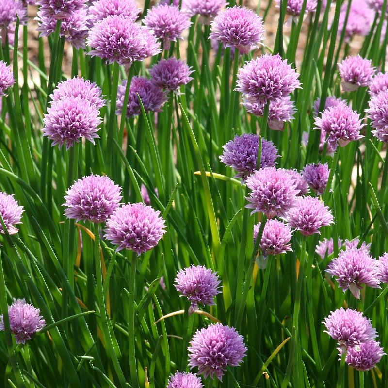 Chives Seeds