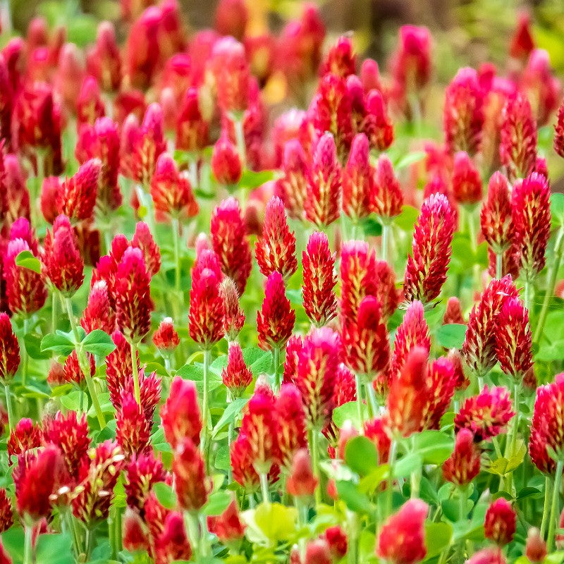 Clover Crimson Seeds (Trifolium incarnatum)