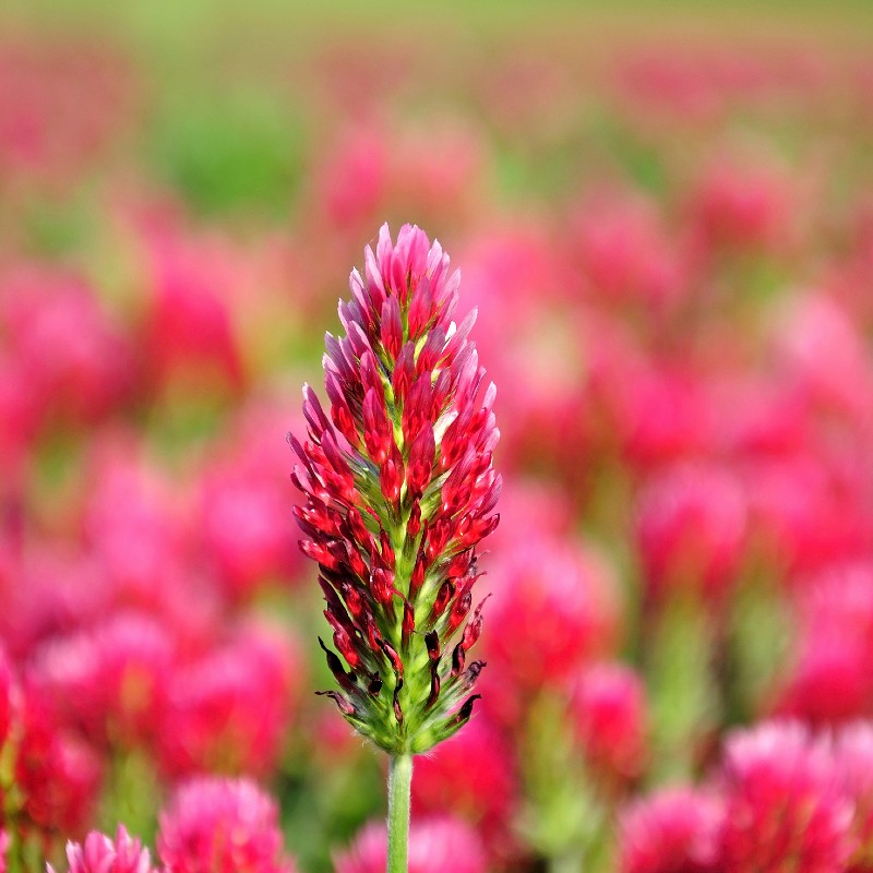 Clover Crimson Seeds (Trifolium incarnatum)