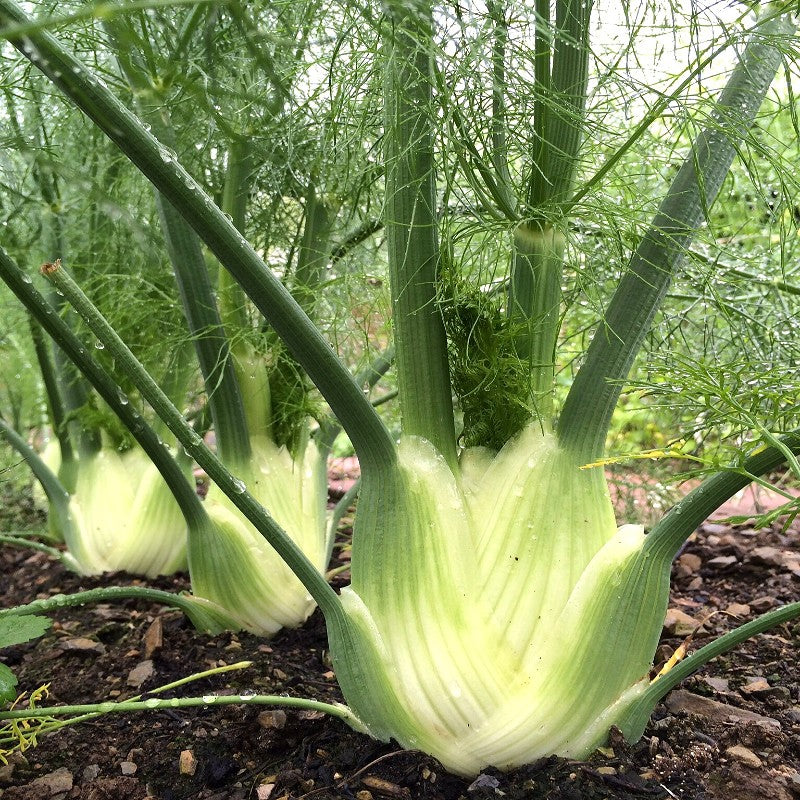 Fennel Seeds