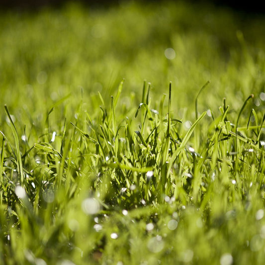 Hard Fescue Grass Seeds (Festuca ovina var. duriuscula)