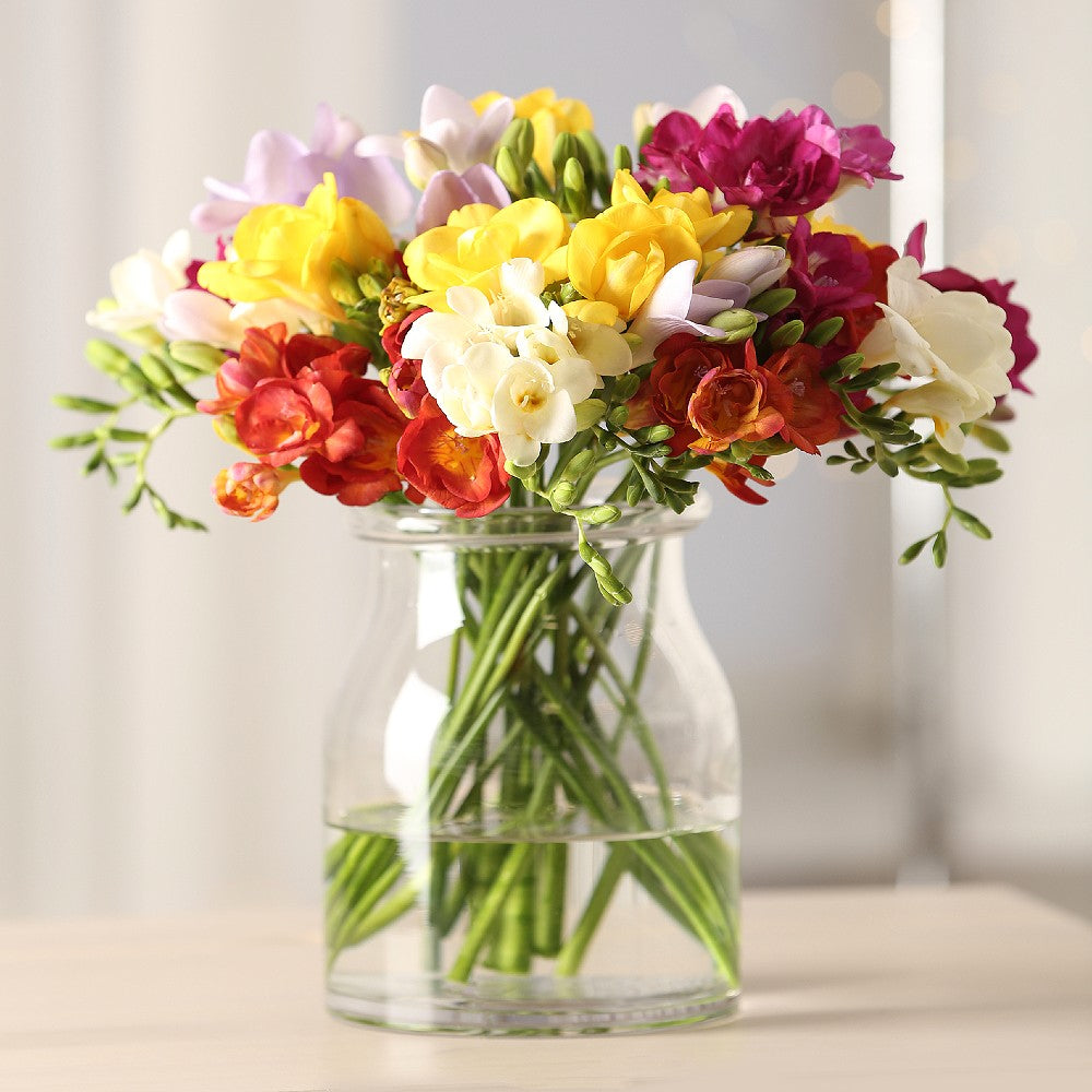 Freesia Mix