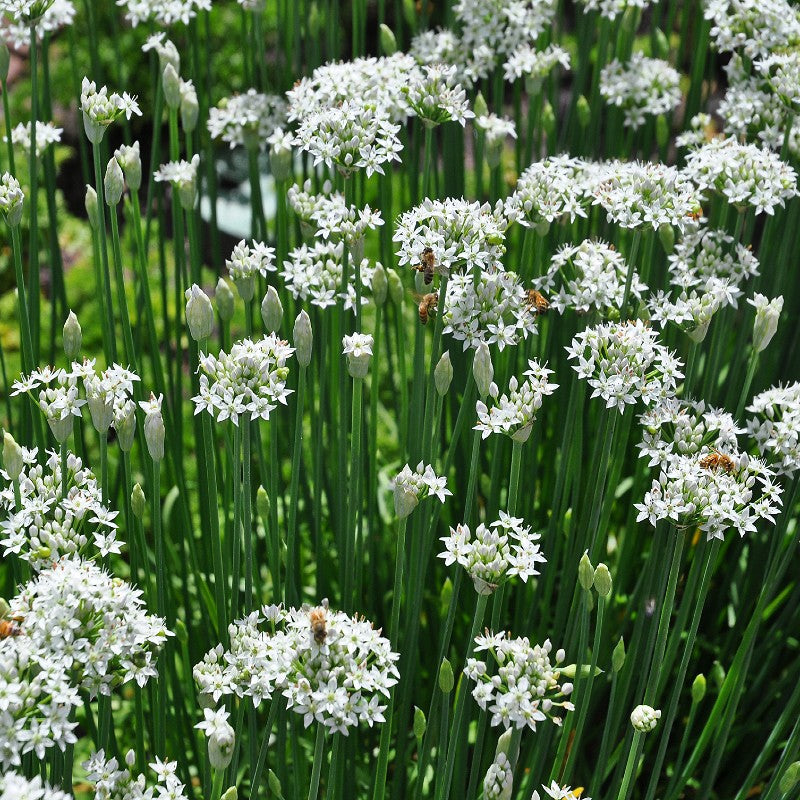 Garlic Chives Seeds